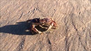 De krab op het strand [upl. by Magda]