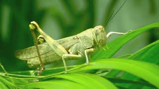 Insect name  Grasshopper [upl. by Drolet]