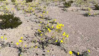 Wildflowers of Death ValleyCalifornia’s Death Valley comes to life in a rare Super Bloom [upl. by Abernon]