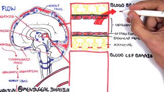 Bacterial Meningitis Pathophysiology [upl. by Aihtnic]