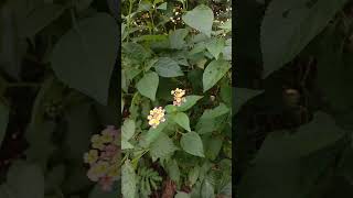 Lantana Plant sknature4u gardening shorts viralshort nature [upl. by Heber657]