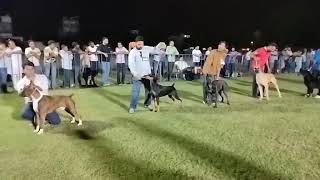 Rajpura Kennel Club All Breed Dog Show  2 Oct 2024  Group 2 lineup judging gameplay [upl. by Mharba]