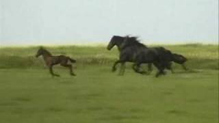 Friesian Horses Running Free [upl. by Derfla]