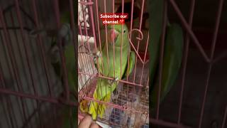 Mikku beta 😘 parrotsinging talkingparrot funny fantasticparrot birds talkingparrort parrot [upl. by Aigneis]