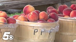 Johnson County Peach Festival in Clarksville [upl. by Aerehs181]