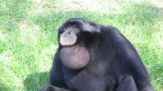 Siamang Apes vocalising [upl. by Alessandro]