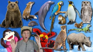 What Do You See Song Wild Animals Part 2  Learn English Kids [upl. by Citarella]