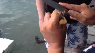 How to Remove a Conch Snail From Its Shell [upl. by Hgalehs]