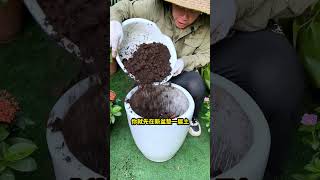 大型绿植换盆，要做好这3层，手把手教你换盆养花花卉绿植盆栽换盆 [upl. by Audsley]