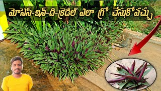 Mosesinthecradle how to grow Telugu telugucivilvlogs [upl. by Piegari]