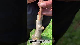 Simple grafting fruit tree l grafting shorts [upl. by Sauers577]