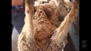 AWI Crutching  Ewes  Full Crutch Wig and Slab  Trailer [upl. by Lennon]