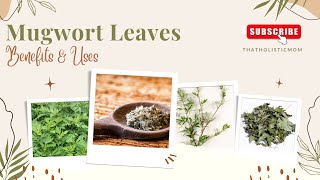 Mugwort Leaves Benefits Uses amp Side Effects [upl. by Ennailuj859]