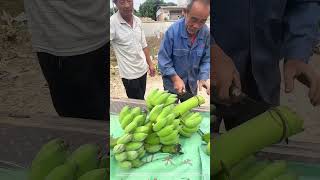 Cut Off Ripe Bananas Before Packing And Delivery [upl. by Nillad]