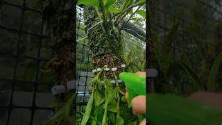 Great ideas grafting dendrobium nobile plants on the tree short plant farming ggarden [upl. by An]