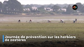 Journée de prévention sur les herbiers de zostères [upl. by Nnawtna278]