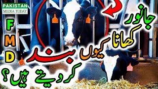 Foot and Mouth Disease in Cattle  Symptoms Causes Vaccination Cure amp Treatment in Urdu Hindi HD [upl. by Zolly]