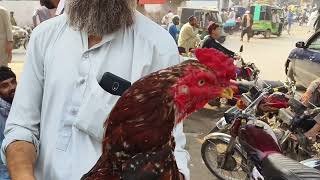 Aseel murgha mandi firdos chikan chok bacha kahn Aseel market [upl. by Ynatil]