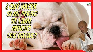 ¿QUE HACER SI MI PERRO SE LAME MUCHO LAS PATAS Y LAS TIENE ROJAS🥇 PODODERMATITIS EN PERROS [upl. by Schwartz]