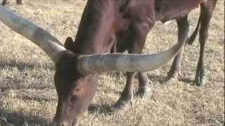 Dead Broke Ranch Watusi and Gyr Brahman Cattle [upl. by Yentruocal]