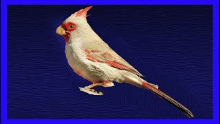 Pyrrhuloxia Singing  Cardenal PardoDesértico Cantando  Cardinalis Sinuatus [upl. by Nebeur]