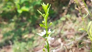 கல்லுருக்கி செடி  சர்க்கரை வேம்பு  சரக்கொத்தினி  goatweed  Scoparia dulcis  enpathivu [upl. by Lezlie]