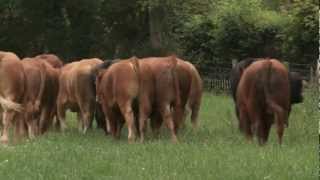 Limousin  Quality Irish Livestock [upl. by Caasi]