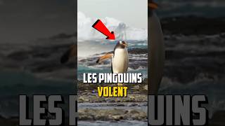 LES PINGOUINS NE SAVENT PAS VOLER [upl. by Aivata]