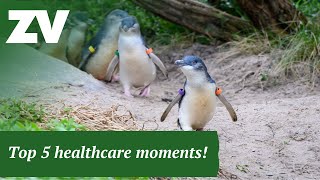 Little Penguins waddling in single file for health  Top 5 Healthcare Moments [upl. by Astiram]