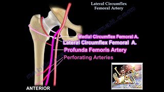 Lateral Circumflex Femoral Artery  Everything You Need To Know  Dr Nabil Ebraheim [upl. by Pelag]