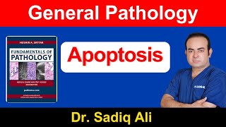 General Pathology Apoptosis  Apoptosis  Dr Sadiq Ali [upl. by Neelat268]