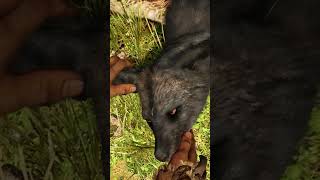 TAMED A RARE CUTE BEAST IN FARCRY PRIMAL😮😱 [upl. by Seldun]