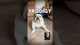 Prodigy dance prodigy dog pet happydog bulldog cani funnydog zoomies humor funny cute [upl. by Herzel607]