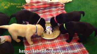 Labrador puppies eating gruel [upl. by Hagep]