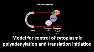 Model for control of cytoplasmic polyadenylation and translation initiation [upl. by Atiuqehs173]