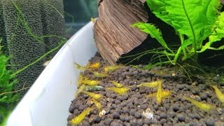 How to Breed Tangerine Tiger Shrimp in the Aquarium  Orange  Yellow Shrimp [upl. by Radu]