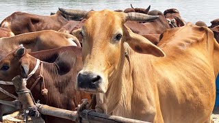 cow unloading cow videos cow video big cow goru hamba cow Ep  413 [upl. by Mad]