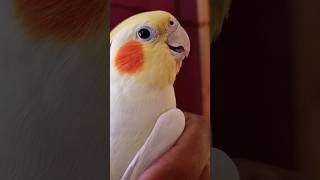 Cute Cockatiel Rio Baby 💛 cockatiel parrot rio shorts cutebirds [upl. by Kyte]