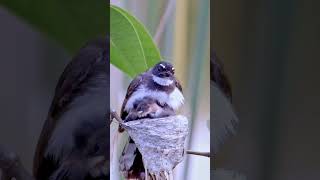 Wildlife birdsMalaysian pied fantail Rhipidura javanica wildlife birds [upl. by Siuqram]