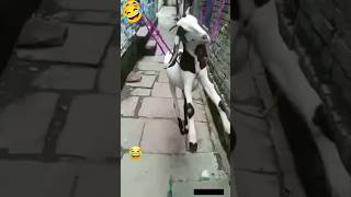 Wait for twist 😂 viral kro share 👏viralvideo shortfeed viralvideos trendingshorts shortvideo [upl. by Melina657]