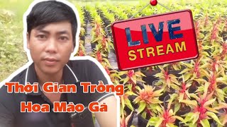 thời gian trồng hoa mào gà búa và mào gà phụng vỷ [upl. by Nor]