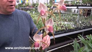 OrchidWeb  Paphiopedilum Lady Isabel [upl. by Myrvyn]