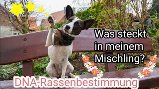 DNA Rassebestimmung beim Mischling  Was steckt in Fannie [upl. by Neeven]