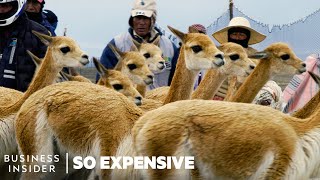 Why Vicuña Wool Is So Expensive  So Expensive [upl. by Ogram878]