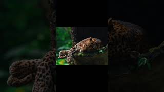 quotAgile fierce and full of grace Meet the leopard JungleQueen LeopardLovequot [upl. by Acemat]