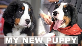 Bernese Mountain Dog Puppies  Bringing Home A New Puppy [upl. by Grath]