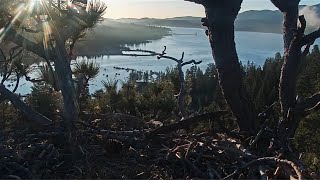 FOBBV Eagles 🦅 Jackie amp Shadow share a beautiful Big Bear morning in song 🎶 2024 Apr 25 [upl. by Haorbed]