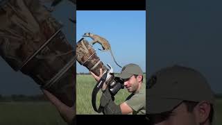 Meerkats inspect a photographer [upl. by Animrelliug]