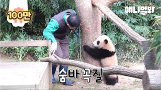 강바오 할부지랑 하는 숨바꼭질을 좋아하던 푸바오 그런데 l Adorable Baby Panda Fubao Playing HideAndSeek With a Keeper [upl. by Clary]