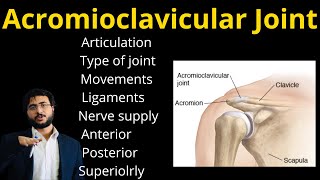 Acromioclavicular joint  Type  Ligaments  Articulation  Nerve supply  Movement Anterior  Post [upl. by Uchish385]